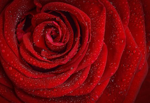 Kto nie kocha: różna czerwona